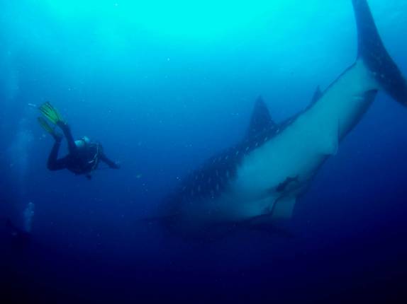 Emocionante encontro com tubarão-baleia em mergulho em Darwin, em Galápagos (foto de Hnning Abheiden)